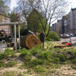 Der gefällte Riese - eine mächtige Silberpappe