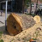 und hier ist der Baum in seinem ganzen Durchmesser zu sehen